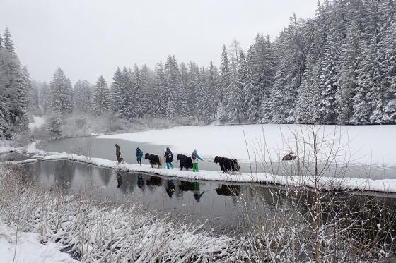 Découverte des yaks - balade pédestre et fondue au cidre pour 2 personnes 4 