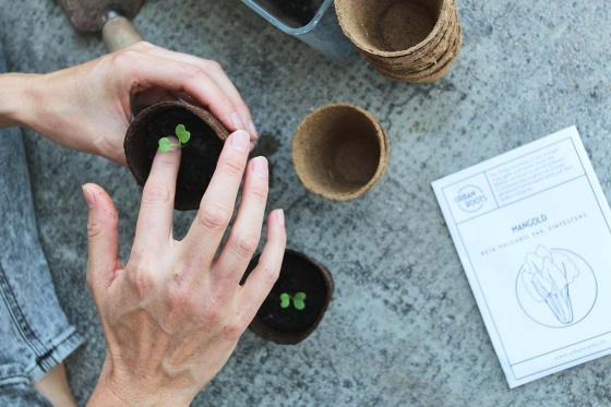 Saatgut-Jahresabo - 12 monatliche Bio-Saatgut Sendung von Urbanroots  