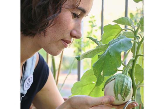 Saatgut-Jahresabo - 12 monatliche Bio-Saatgut Sendung von Urbanroots 6 