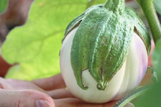 Saatgut-Jahresabo - 12 monatliche Bio-Saatgut Sendung von Urbanroots 7 