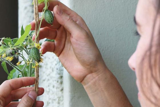 Saatgut-Jahresabo - 12 monatliche Bio-Saatgut Sendung von Urbanroots 8 