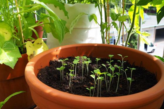 Saatgut-Jahresabo - 12 monatliche Bio-Saatgut Sendung von Urbanroots 10 