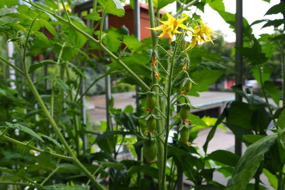 Saatgut-Jahresabo - 12 monatliche Bio-Saatgut Sendung von Urbanroots 11 