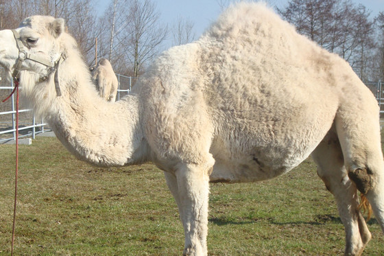Monter à dos de chameau - Pour toute la famille 4 