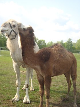 Monter à dos de chameau - Pour toute la famille 5 