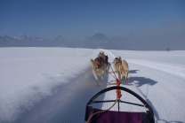 Schlittenhunde Tageskurs - Husky Erlebnis für einen Tag