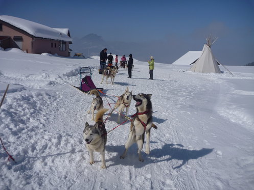 Découverte des Huskys - Cours d'une journée 7 