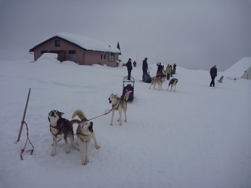Découverte des Huskys - Cours d'une journée 8 