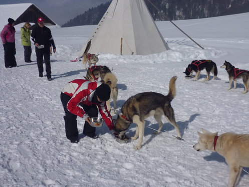 Découverte des Huskys - Cours d'une journée 10 