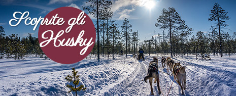 Alla scoperta degli Husky