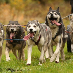 Husky et Kart, Randonnée avec attelage