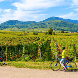 Wine-Tour à 5, Vélo électrique & dégustation de vins
