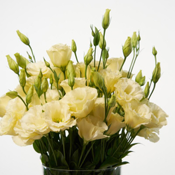 Blumen-Abo Medium, 3 Blumenstrauss Lieferungen