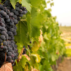 Visite du vignoble à Fully (VS), dégustation de vin, tapas du Valais et verre à vin souvenir