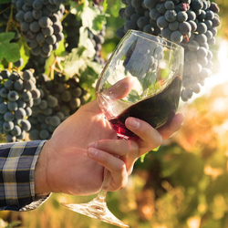 Exquisiter italienischer Rotwein, 6 Flaschen Rotwein zu Ihnen nach Hause geliefert 