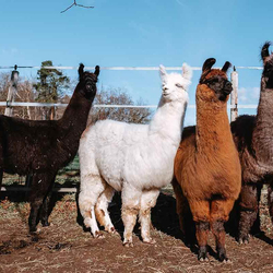 Lama Moment, 2h Tour für 2 Erwachsene und 2 Kinder, in Freiburg