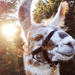 Lama Moment, 2h Tour für 2 Personen, in Jura