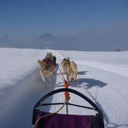Découverte des Huskys, Cours d'une journée
